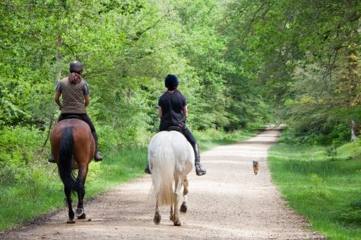 pony-trek teenage ridding horse through the woods