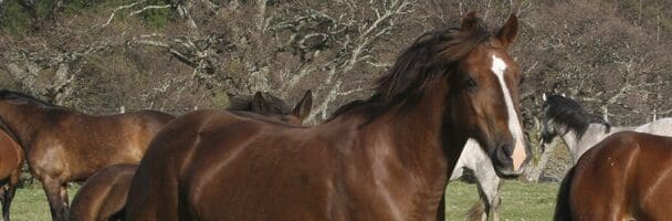 horses galoping in field