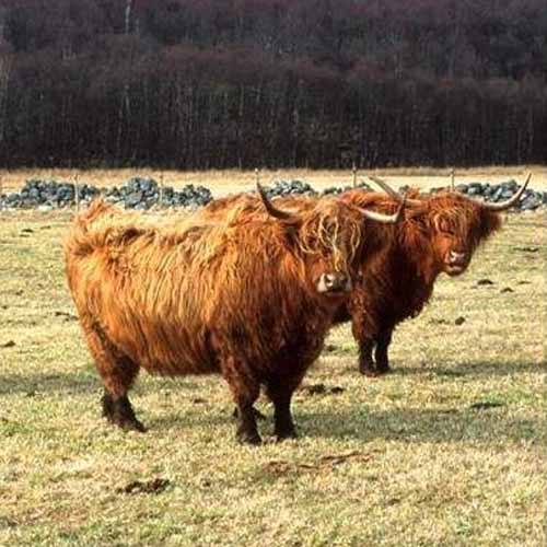 3CowsInvertruim-38 cows for sale and rent