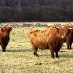 three brown highland cows standing in the field