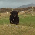 black highland bull / cattle standing in field