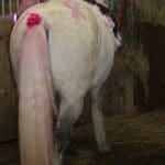 Horse wearing pink for Pink day event