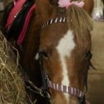 Horse with Pink bow in its hair for pink day