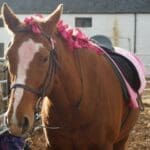 Horse in pink for Pink Day event
