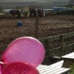 Pink Day Balloons with Horses in background standign at fence
