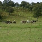 Trekking through the field for Exam