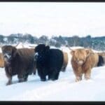 group of cattle walking in the snow