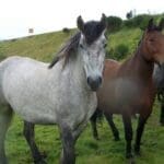 five horses walking through the fields