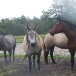 four horses together messing about in the mud