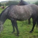 Black horse with white patches eating grass