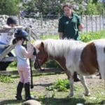 children looking after and caring for a pony