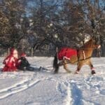 big horse dragging sleigh with child and santa on it