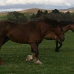 Wild Horses runnign through fields