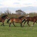Wild Horses runnign through fields