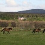Wild Horses runnign through fields