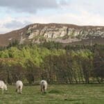 Horses eating grass infrom of forrest and mountain