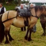 brown and black horse at HHF