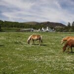 Wild Horses eating grass in field