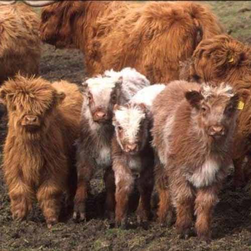 RORY22-43 animals and cattle - three baby highland cows