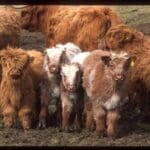 three baby highland cows