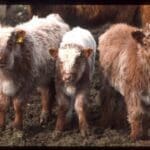 three baby highland cows