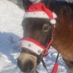 Horse with christmas costume on