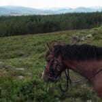 Riding horse through the fields