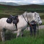 takign horse for a walk through the fields