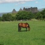 five horses eating grass in field