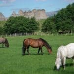 Three horses eating grass in field