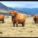 brow adult highland cow standing in field with two other cows