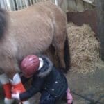 child putting christmas boots on horses
