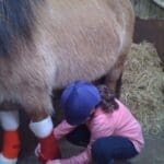 child putting christmas boots on horses