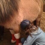 child putting christmas boots on horses
