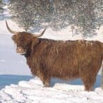 light brown Highland Cow standing in snow
