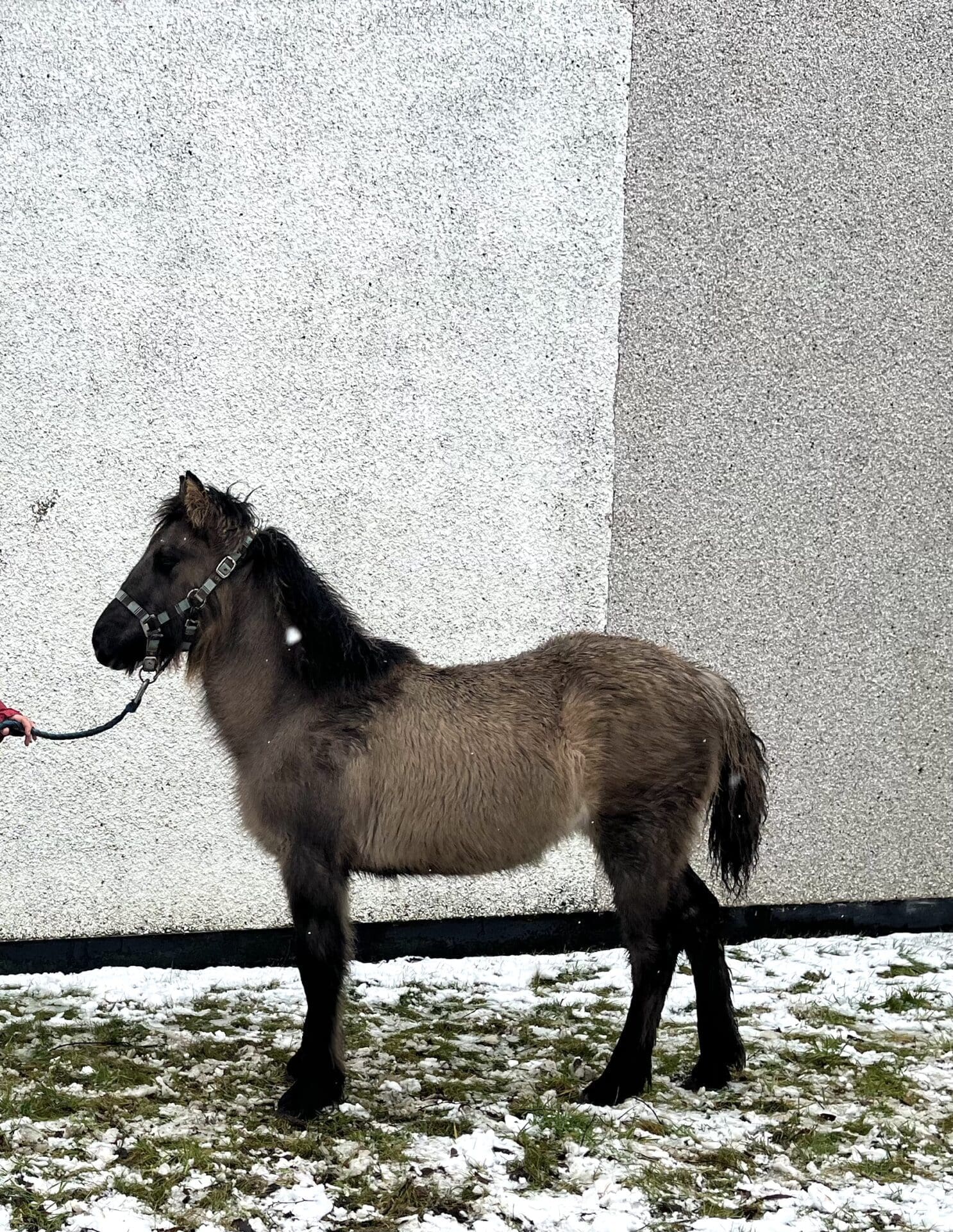 image0-1 Highland Horse Fun