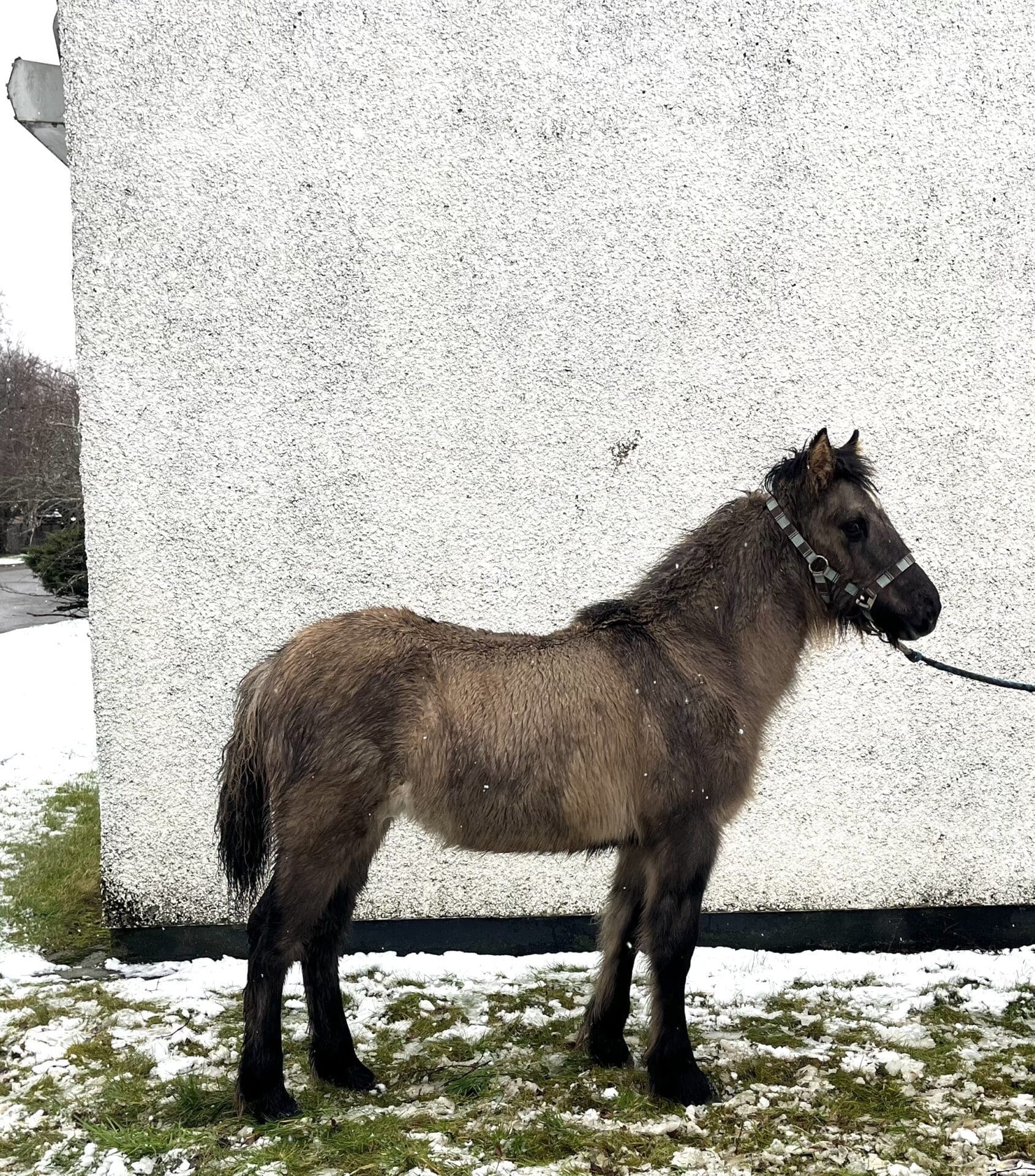 image1 Highland Horse Fun