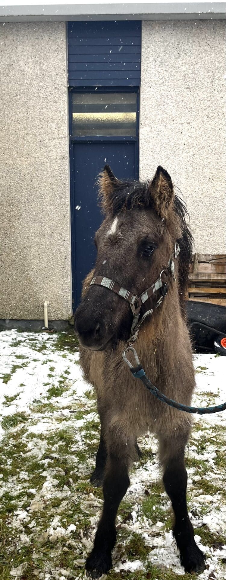 image2 Highland Horse Fun